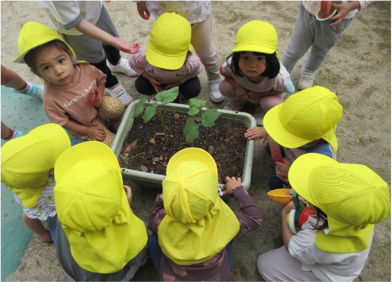 「おおきくなーれ」生き物や目に見えないものも大切にする気持ちを育てます